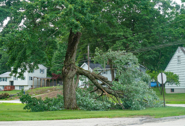 Best Storm Damage Tree Cleanup  in Churchville, NY