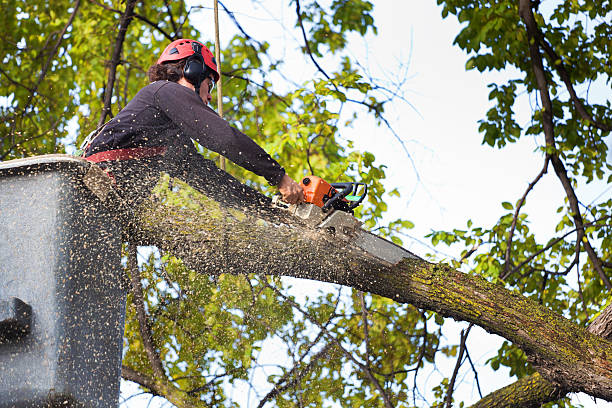 Best Hedge Trimming  in Churchville, NY